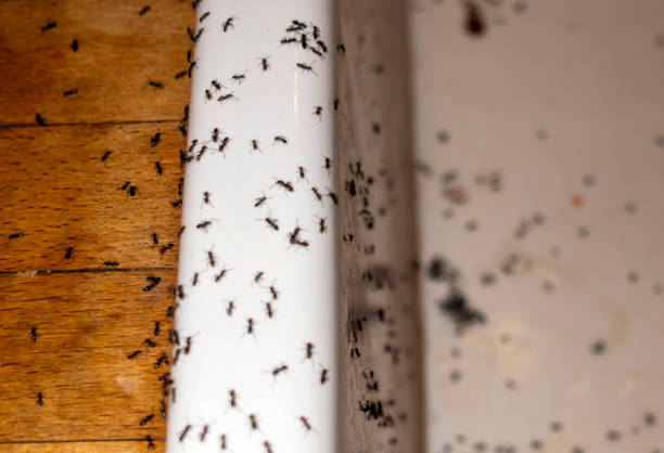 Best Local Pest Control Services  in Hamburg, AR