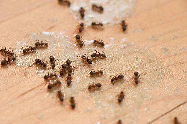 Best Pest Inspection Near Me  in Hamburg, AR
