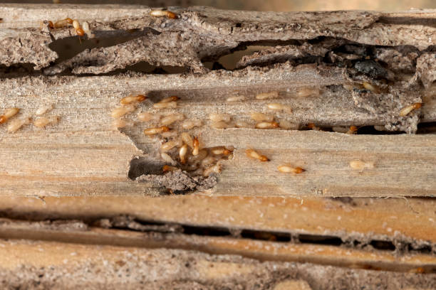 Best Pest Prevention Services  in Hamburg, AR